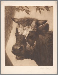 استنساخ الصور من تفاصيل لوحة الثور بواسطة Paulus Potter ، coll. موريتشويس 1902 - لا. 15. / كونيجل. متحف ام هاج (عنوان المسلسل) بواسطة مجهول