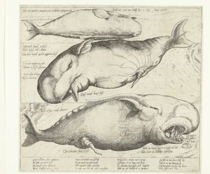 حوت تقطعت به السبل في أنتويرب عام 1577 Ware ung eigentliche contrafactur eines wallfisches gefangen in der scheldt nitt Weit von Antorff Am 2 Julij. Anno 1577 (العنوان على الكائن) بواسطة هانز سيبماشر (رفض الإسناد)
