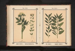 انجليكا المشتركة والقرنطور الحقيقية Angelica silvestris L. Erythraea Centaurium Pers (العنوان على الجسم) بواسطة جيه كوسل