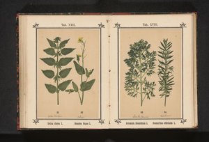 نبات القراص وبذور اللفت كبيرة Urtica dioica L. Brassica Napus L. (العنوان على الكائن) بواسطة جيه كوسل
