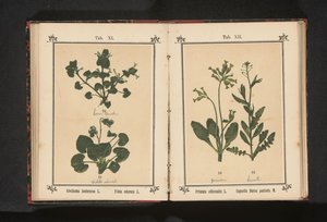 زهرة الربيع الذهبية ومحفظة الراعي Primula officinalis L. Capsella Bursa pastoris M. (العنوان على الكائن) بواسطة جيه كوسل