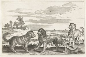 كلاب الحيوانات ذات الأرجل الأربعة (عنوان السلسلة) Animalivm Qvaddrvpedvm (عنوان المسلسل) بواسطة نيكولاس فيشر (الأول) (منسوب إلى)