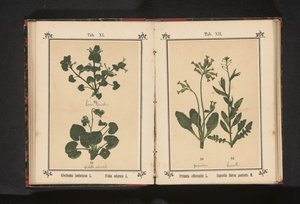 هرولة الكلب وبنفسج مارس Glechoma hederacea L. Viola odorata L. (العنوان على الكائن) بواسطة جيه كوسل