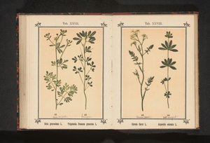 كرويج في ليفروويبدسترو Carum Carvi L. Asperula odorata L. (العنوان على الكائن) بواسطة جيه كوسل