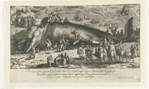 نسخة من الحوت الذي تقطعت به السبل في بيركي من عام 1598 حيث يقف الحوت في أنكونا عام 1601 Ritratto d