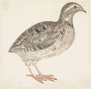 طائر السمان بواسطة مجهول