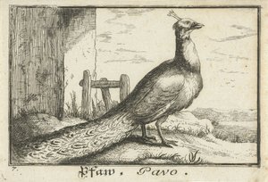 المناظر الطبيعية مع الطاووس Pfaw ، Pavo (العنوان على الكائن) بواسطة ألبرت فلمش