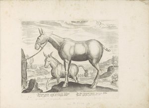 Mulezel en ezel البغل والحمار (العنوان على الكائن) Paardenrassen uit de Koninklijke stallen van Don Juan van Oostenrijk (عنوان المسلسل) الحصان الذي فيه كل أنواع النبلاء: سلوك خيول متميز من مختلف بقاع العالم مختار (...) (عنوان المسلسل) بواسطة جان فان دير سترايت