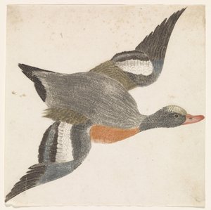 Widgeon تحلق لليمين (أنواع البط) بواسطة مجهول