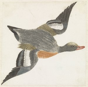 Wigeon تطير إلى اليمين بواسطة مجهول