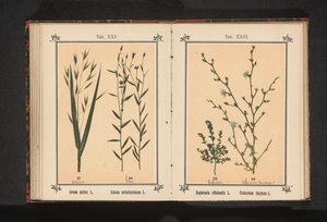 ييبرايت والهندباء البرية الحشيشة المخزنية L. Cichorium Intybus L. (العنوان على الكائن) بواسطة جيه كوسل