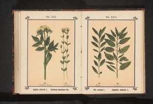 غصن زيتون وغصن لوز Olea europaea L. Amygdalus communis L. (العنوان على الكائن) بواسطة جيه كوسل