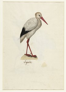 Ooievaar Cigüeña (عنوان على الكائن) ألبوم لومبارد (عنوان السلسلة) بواسطة مجهول