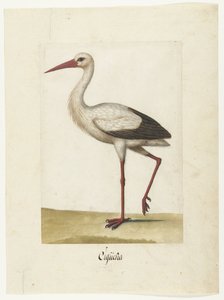 Ooievaar Cigüeña (عنوان على الكائن) ألبوم لومبارد (عنوان السلسلة) بواسطة مجهول