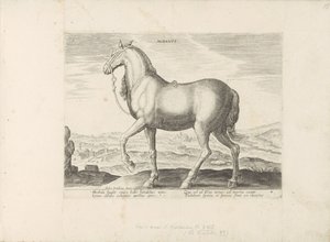 Paard uit Albanië ألبانوس (العنوان على الكائن) Paardenrassen uit de Koninklijke stallen van Don Juan van Oostenrijk (عنوان المسلسل) الحصان الذي فيه جميع أنواع النبلاء: تم اختيار سلوك خيول متميز من مختلف أنحاء العالم (...) (عنوان المسلسل على الهدف بواسطة هندريك جولتزيوس (رفض الإسناد)