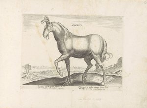 Paard uit Armeni أرمينيوس (العنوان على الكائن) Paardenrassen uit de Koninklijke stallen van Don Juan van Oostenrijk (عنوان المسلسل) الحصان الذي فيه جميع أنواع النبلاء: تم اختيار سلوك خيول متميز من مختلف بقاع العالم (...) (عنوان المسلسل على ob بواسطة جان فان دير سترايت
