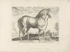 Paard uit كالابريا كالابار (العنوان على الكائن) Paardenrassen uit de Koninklijke stallen van Don Juan van Oostenrijk (عنوان المسلسل) الحصان الذي فيه جميع أنواع النبلاء: تم اختيار سلوك خيول متميز من مختلف بقاع العالم (...) (عنوان المسلسل على ob بواسطة جان فان دير سترايت