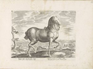 Paard uit Engeland بريتو (العنوان على الكائن) Paardenrassen uit de Koninklijke stallen van Don Juan van Oostenrijk (عنوان المسلسل) الحصان الذي فيه جميع أنواع النبلاء: تم اختيار سلوك خيول متميز من مختلف أنحاء العالم (...) (عنوان السلسلة على obje بواسطة جان فان دير سترايت