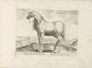 Paard من اليونان Achivus (العنوان على الكائن) Paardenrassen uit de Koninklijke stallen van Don Juan van Oostenrijk (عنوان المسلسل) الحصان الذي فيه جميع أنواع النبلاء: تم اختيار سلوك خيول متميز من مختلف بقاع العالم (...) (عنوان المسلسل على بواسطة جان فان دير سترايت