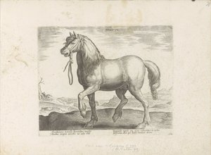 Paard uit Gulik (جولياكوس) جوليا (العنوان على الكائن) Paardenrassen uit de Koninklijke stallen van Don Juan van Oostenrijk (عنوان المسلسل) الحصان الذي فيه جميع أنواع النبلاء: يتم اختياره من مختلف أنحاء العالم وتتميز بسلوك الخيول (...) (سلسلة من بواسطة هندريك جولتزيوس (رفض الإسناد)