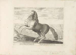 Paard uit Napels نابولي (العنوان على الكائن) Paardenrassen uit de Koninklijke stallen van Don Juan van Oostenrijk (عنوان المسلسل) الحصان الذي فيه جميع أنواع النبلاء: تم اختيار سلوك خيول متميز من مختلف بقاع العالم (...) (عنوان المسلسل على بواسطة جان فان دير سترايت