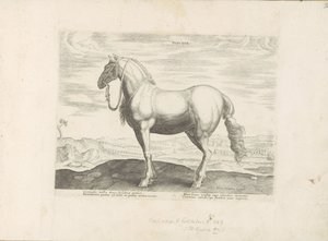 Paard uit Noord-Italië Insuber (العنوان على الكائن) Paardenrassen uit de Koninklijke stallen van Don Juan van Oostenrijk (عنوان المسلسل) الحصان الذي فيه كل أنواع النبلاء: سلوك خيول متميز من مختلف بقاع العالم مختار (...) (عنوان المسلسل س) بواسطة هندريك جولتزيوس (رفض الإسناد)