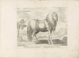 Paard uit Roemenië (Dacus) Dacus (العنوان على الكائن) Paardrassen uit de Koninklijke stallen van Don Juan van Oostenrijk (عنوان السلسلة) الحصان ، حيث يتم اختيار كل نوع من النبلاء: سلوك خيول متميز من أجزاء مختلفة من العالم (. ..) (عنوان المسلسل بواسطة جان فان دير سترايت