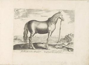 Paard uit Thessalië ثيساليا (العنوان على الكائن) Paardenrassen uit de Koninklijke stallen van Don Juan van Oostenrijk (عنوان المسلسل) الحصان الذي فيه جميع أنواع النبلاء: تم اختيار سلوك خيول متميز من مختلف بقاع العالم (...) (عنوان المسلسل على بواسطة جان فان دير سترايت
