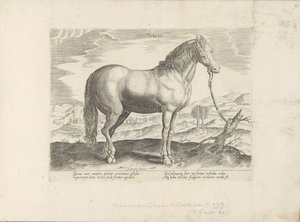 Paard uit Turkije التركية (العنوان على الكائن) Paardenrassen uit de Koninklijke stallen van Don Juan van Oostenrijk (عنوان المسلسل) الحصان الذي فيه جميع أنواع النبلاء: تم اختيار سلوك خيول متميز من مختلف أنحاء العالم (...) (عنوان السلسلة على obje بواسطة هندريك جولتزيوس (رفض الإسناد)
