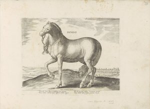 بارد فان سيسيلي Siculus (العنوان على الكائن) Paardenrassen uit de Koninklijke stallen van Don Juan van Oostenrijk (عنوان المسلسل) الحصان الذي فيه جميع أنواع النبلاء: تم اختيار سلوك خيول متميز من مختلف أنحاء العالم (...) (عنوان المسلسل على الهدف بواسطة جان فان دير سترايت