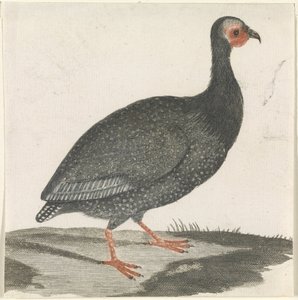 طير غينيا بواسطة مجهول