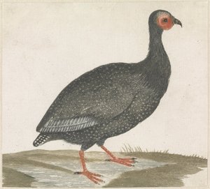 طير غينيا بواسطة مجهول