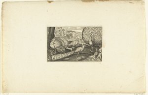 تظهر الطاووس والطاووس والديك الرومي يمشي Volatilium varii generis (...] (عنوان السلسلة) بواسطة نيكولايس دي بروين