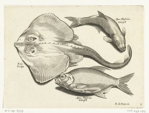 Ray ، bream ، والسمك الأبيض Libelivs varia Genera piscium complectens (عنوان السلسلة) أسماك المياه العذبة والأسماك البحرية والضفادع والقشريات والمخلوقات البحرية (عنوان السلسلة) بواسطة نيكولايس دي بروين