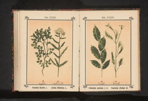 خشب الصندل الأحمر وبهارات الشمر Pterocarpus santalinus L. fil. Foeniculum officinale Al .. (العنوان على الكائن) بواسطة جيه كوسل