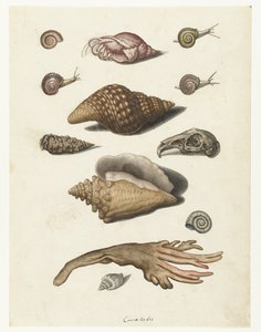 المحار والأعشاب البحرية والقواقع وجمجمة الأرانب Caracoles (العنوان على الكائن) ألبوم لومبارد (عنوان المسلسل) بواسطة مجهول