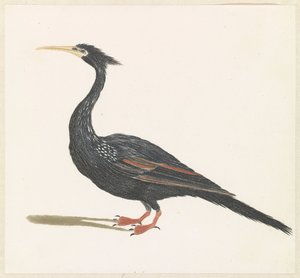 Slangenhalsvogel بواسطة مجهول