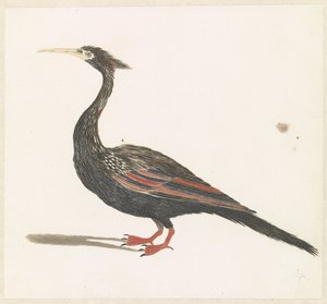 Slangenhalsvogel بواسطة جوهان تيلر