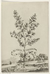 تاك ميرتوس تارنتينا Myrtus Tarentina Media (العنوان على الكائن) بواسطة بيتر فان دير آأ (الأول)