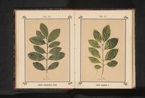 فرع شجرة كافور Laurus Camphora L. (العنوان على الكائن) بواسطة جيه كوسل