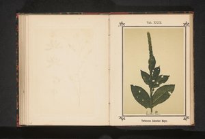 تورتس Verbascum Schraderi Meyer (العنوان على الكائن) بواسطة جيه كوسل