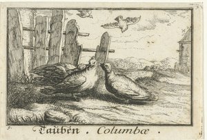 حمامان عند السياج Tauben ، Columbae (العنوان على الكائن) بواسطة ألبرت فلمش