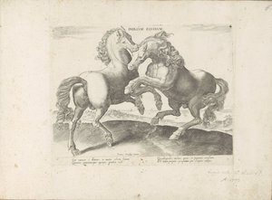 Twee vechtende paarden Duellum Equinum (العنوان على الكائن) الخيول ، حيث يتم اختيار جميع أنواع النبلاء: سلوك الخيول المتميز من مختلف أنحاء العالم (...) (عنوان السلسلة على الكائن) بواسطة جان فان دير سترايت