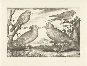 أربعة طيور الطيور (عنوان السلسلة) Avium Vivae (عنوان المسلسل) بواسطة نيكولاس فيشر (الأول) (منسوب إلى)