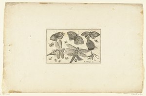 Vlinders en libellen Volatilium بمختلف أنواعه (...) (عنوان السلسلة) بواسطة كلايس جانز. فيشر (الثاني)
