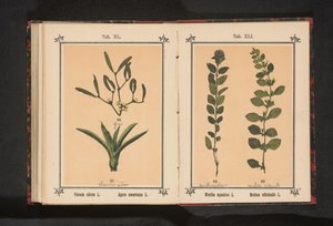 بلسم النعناع والليمون النعناع المائي L. Melissa officinalis L. (العنوان على الكائن) بواسطة جيه كوسل