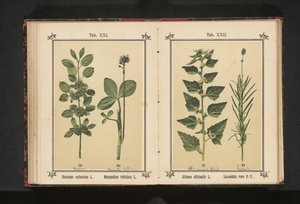 أوراق الوتد ووتردري Rhamnus cathartica L. Menyanthes trifoliata L. (العنوان على الكائن) بواسطة جيه كوسل