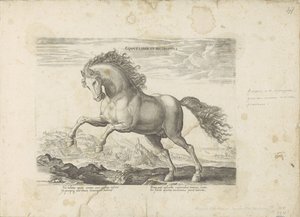 الحصان البري Equus Liber et Incopositus (العنوان على الكائن) الحصان الذي فيه جميع أنواع النبلاء: اختيار سلوك خيول متميز من مختلف أنحاء العالم (...) (عنوان السلسلة على الكائن) بواسطة جان فان دير سترايت