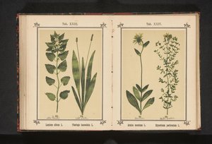 أبيض deadnettle وألبوم لاميوم لسان الحمل الضيق L. Plantago lanceolata L. (العنوان على الكائن) بواسطة جيه كوسل