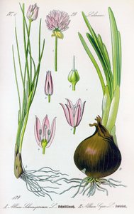 اللوح النباتي: Allium schoenoprasum (الثوم المعمر) و allium cepa (البصل). لوحة 29. مجموعة خاصة بواسطة مجهول مجهول